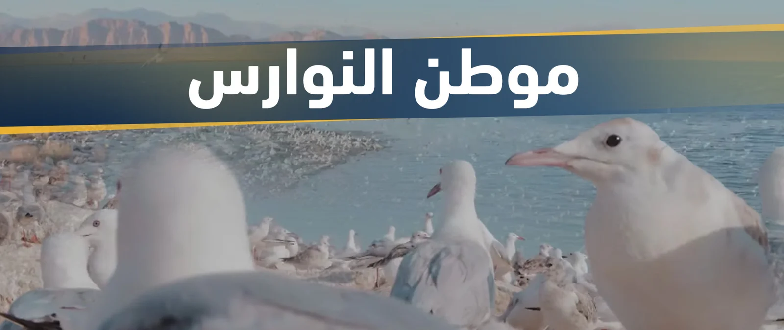 مواطن النوارس